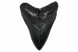 Fossil Megalodon Tooth - South Carolina #345787-1